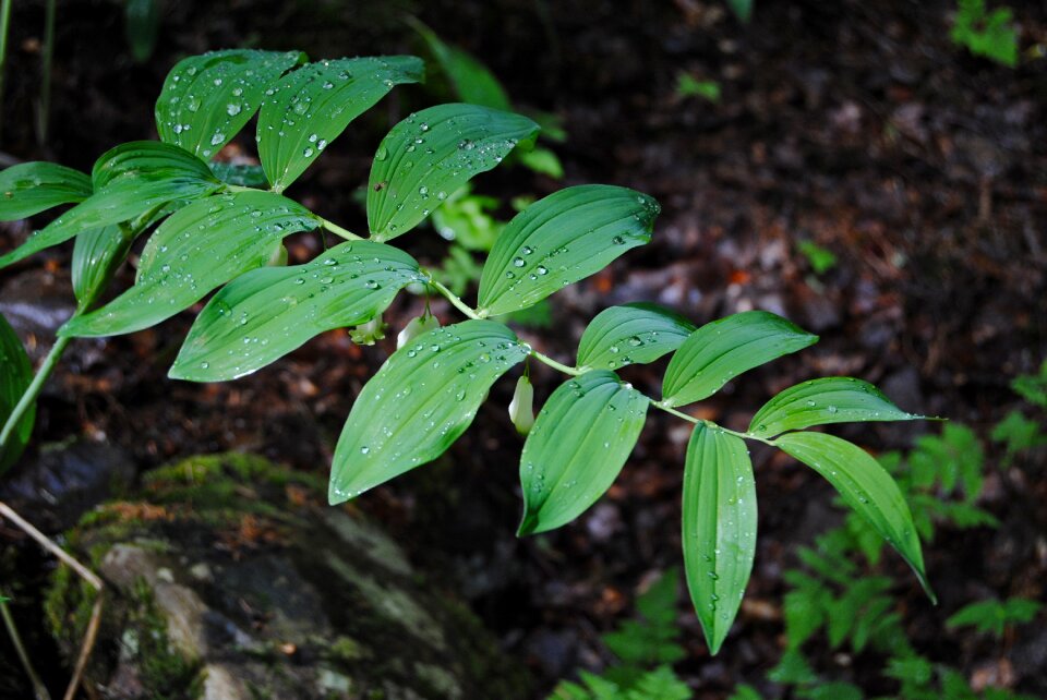 Jätterams hybridum polygonatum multiflorum