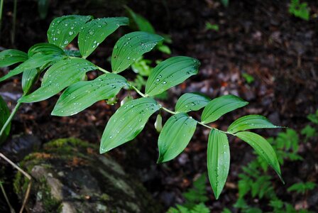 Jätterams hybridum polygonatum multiflorum