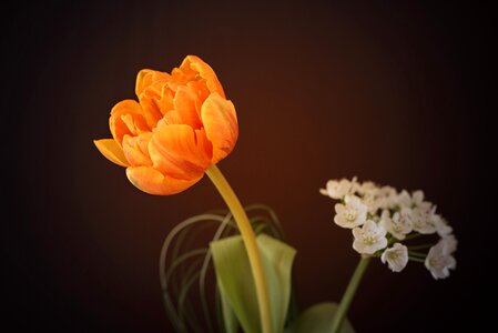 Orange tulip orange blossom blossom
