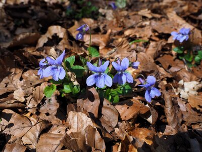 Bloom purple blue photo