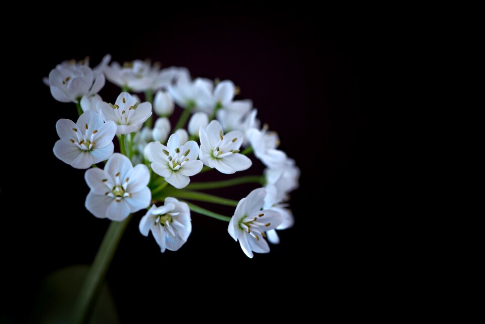 White flowers leek flower small flowers