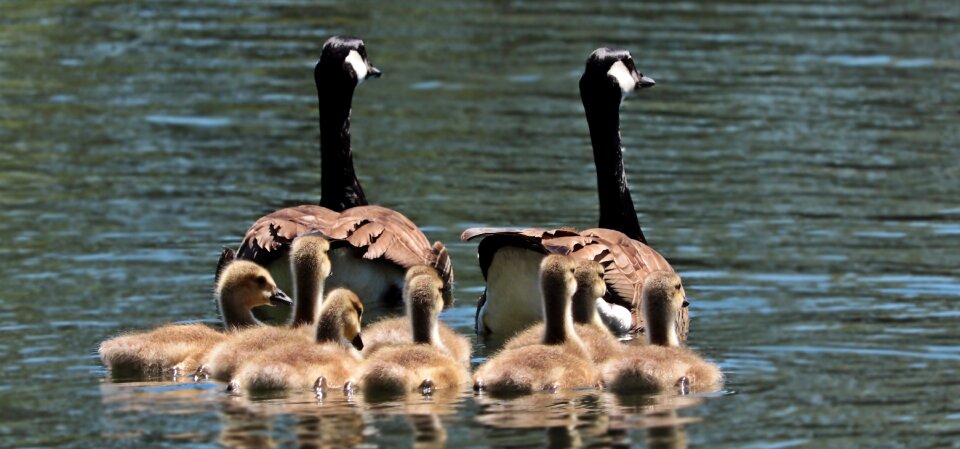 Goslings water swim