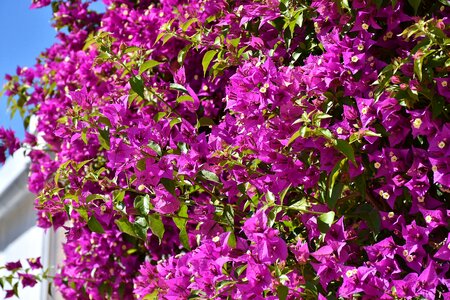 Four o'clock plant purple flower photo