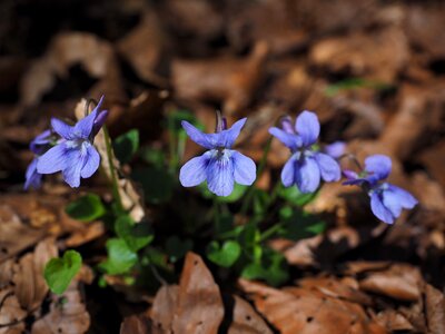 Bloom purple blue photo