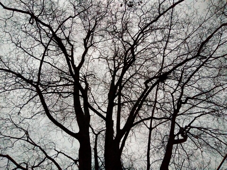 Silhouette winter veins