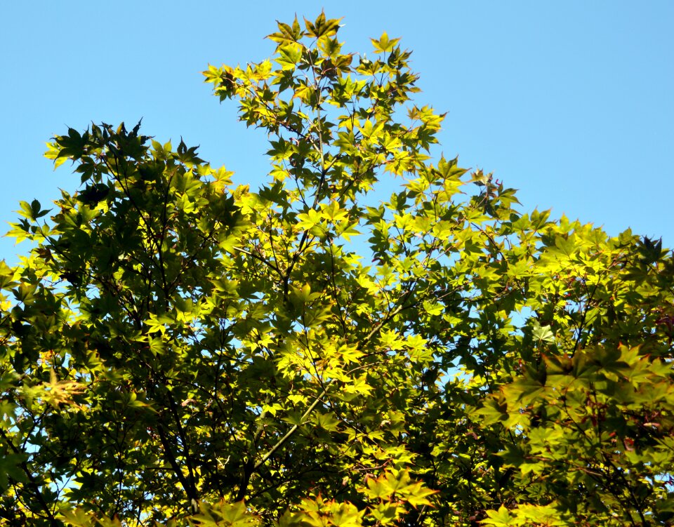 Green tree branch branches