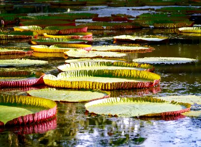 Green mauritius nuphar