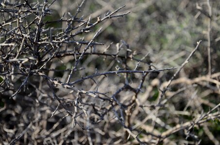 Needles dry branches the background