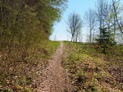 Forest nature trail