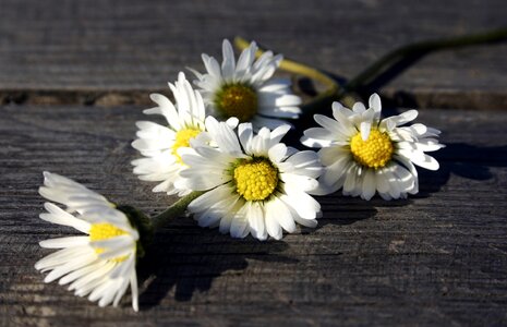 White flowers daisy wooden table photo