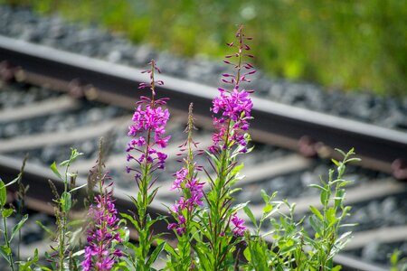 Rails plant flower
