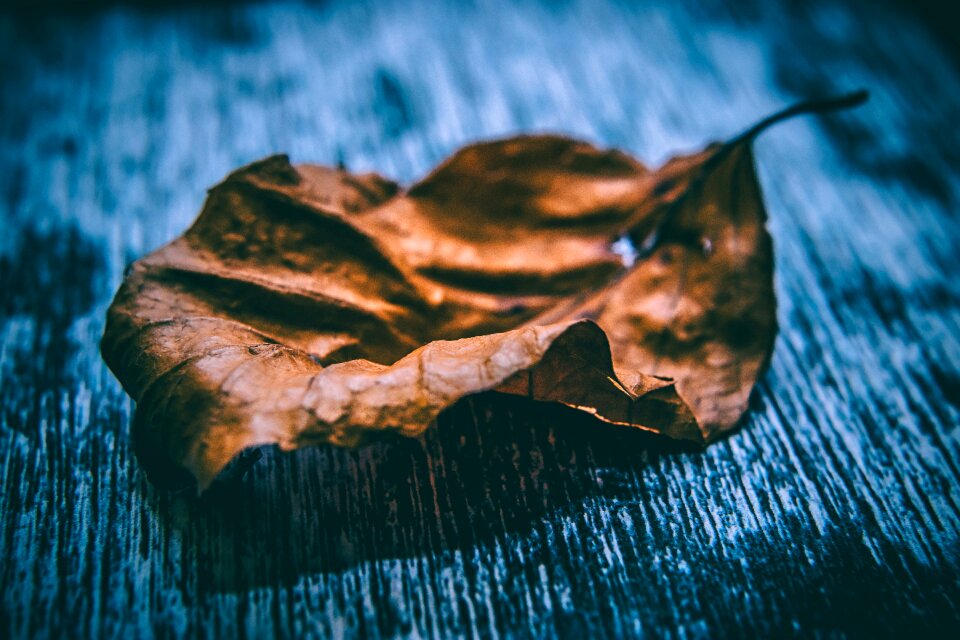 Close-up dry leaf light