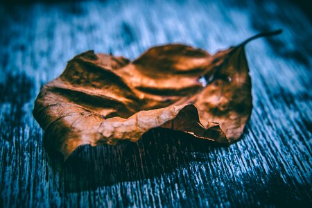 Close-up dry leaf light photo