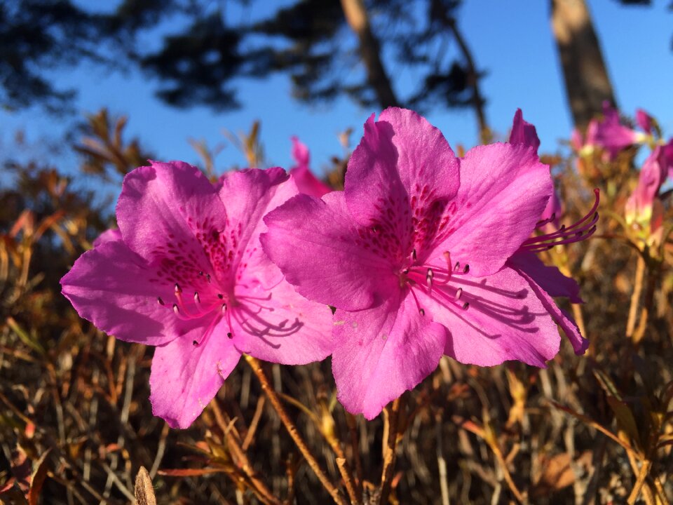 Winter flowers nature