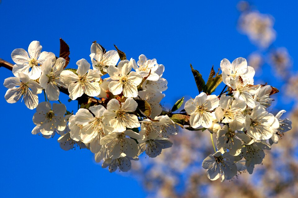 Blossom bloom nature