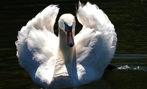 Water bird nature bird