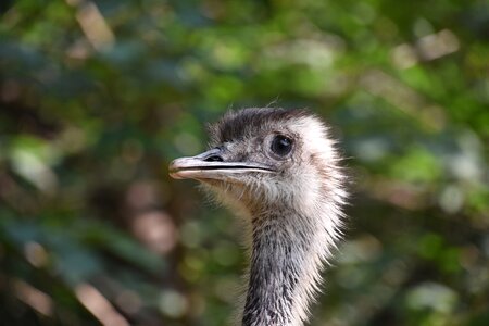 Animals birds zoo beijing