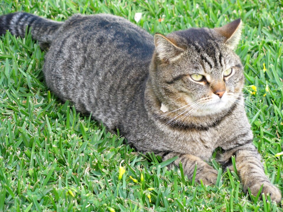 Feline rest pets