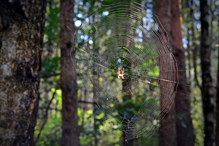 Araneus forest orb web