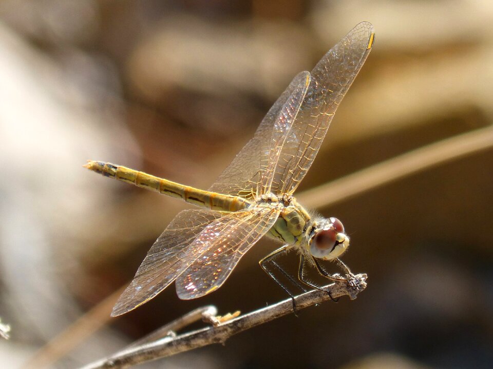 Translucent wings branch onychogomphus costae
