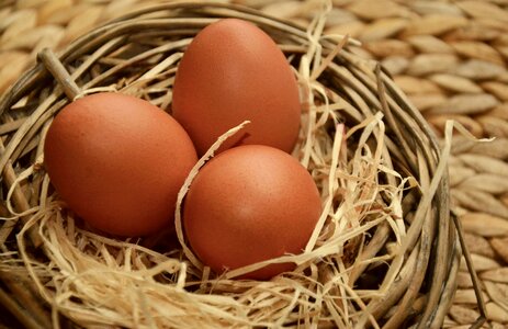 Nest wood wool hen's egg
