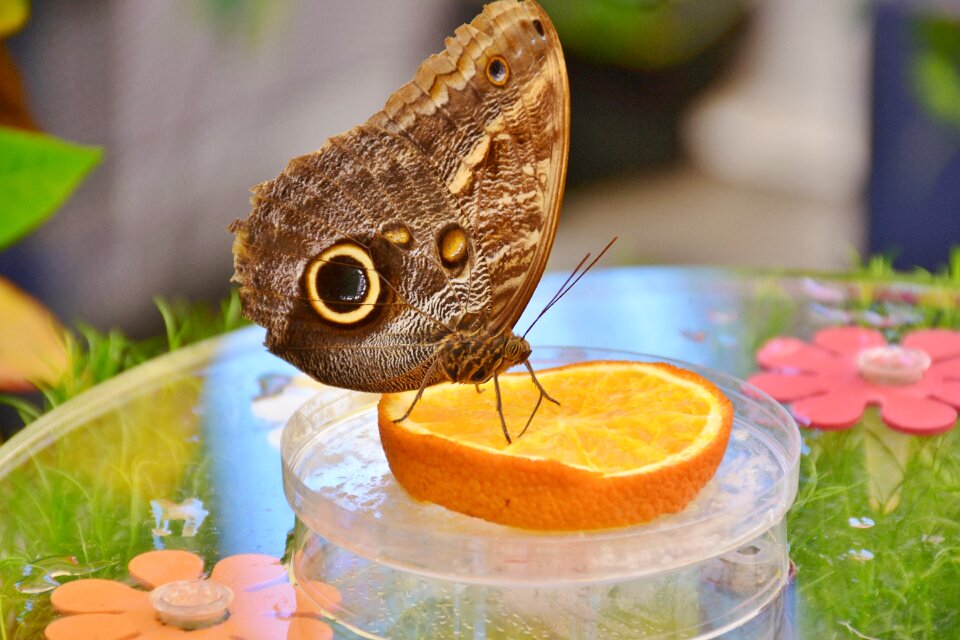 Nymphalidae eurilochus eyes
