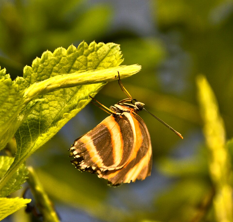 Brown yellow public record leaf
