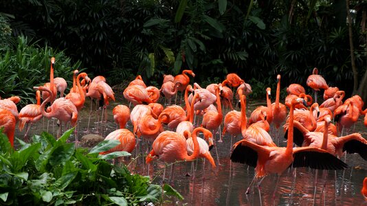 Birds singapore pink photo