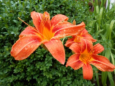 Hemerocallis bloom drip