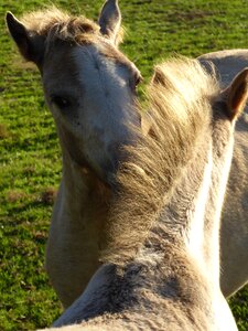 Welsh ponies friendship love for animals