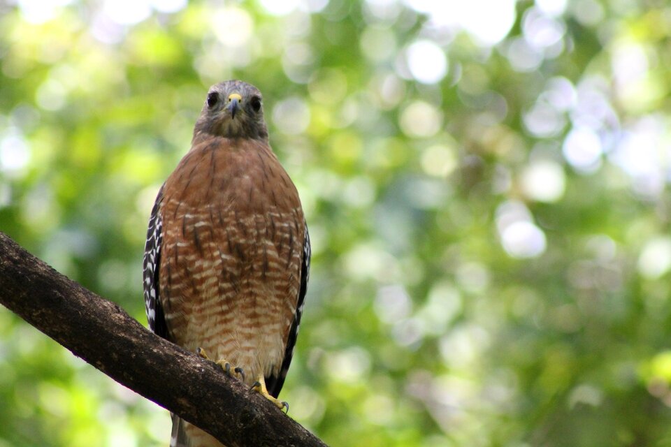 Wildlife nature animal