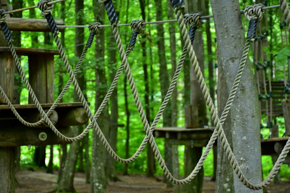 Climbing forest forest high