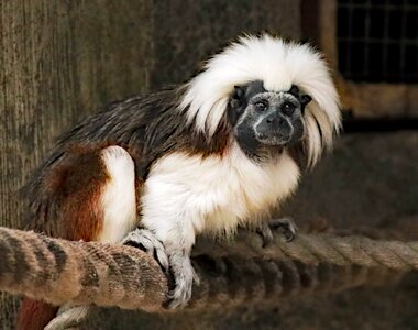 Ape wildlife primate