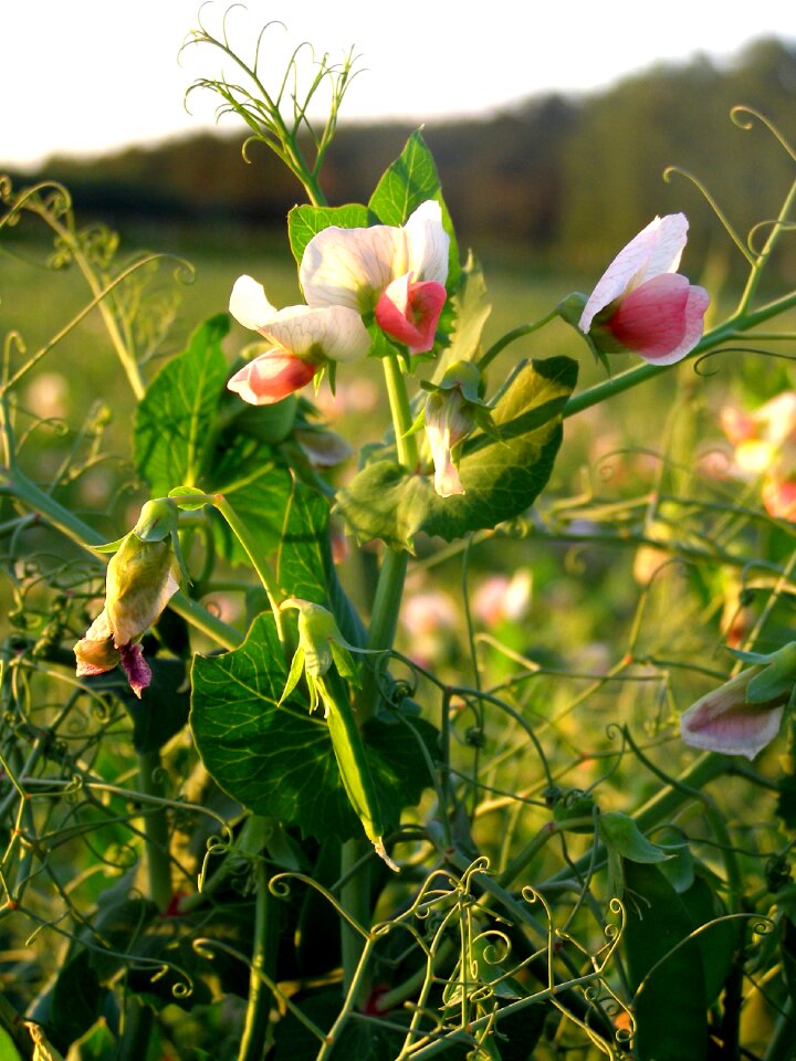 Nature plants flowering plants