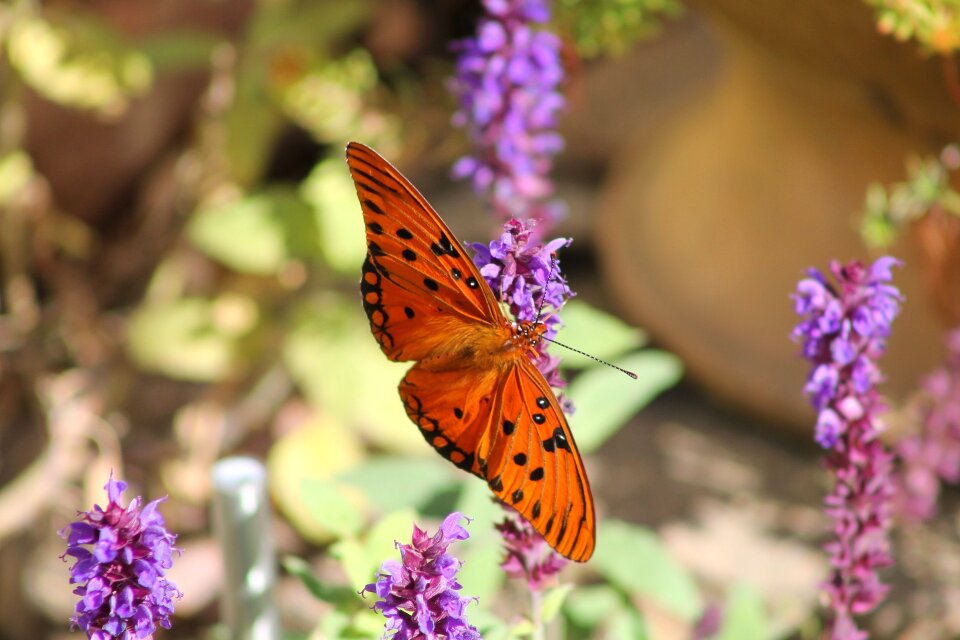 Plant garden wings