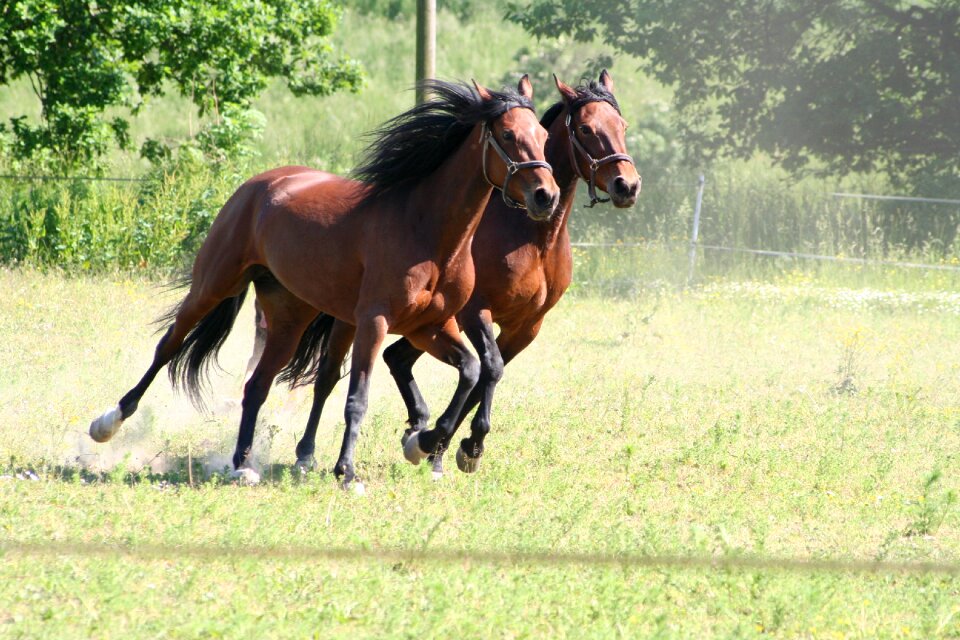Gallop trotters warmblood