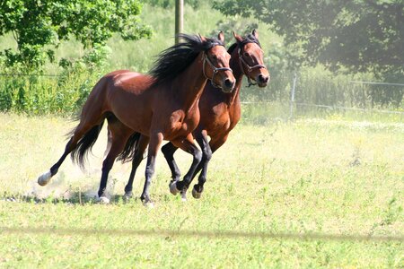 Gallop trotters warmblood