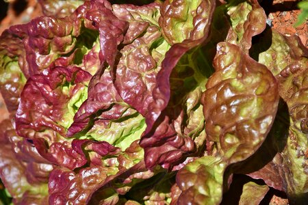 Leaf lettuce salad green