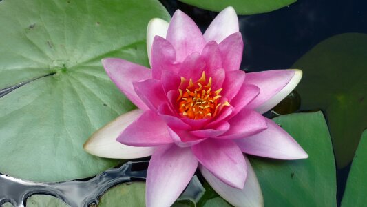 Aquatic plant garden pink