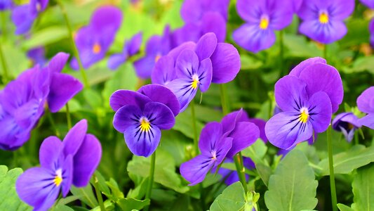 Flower flower garden flora