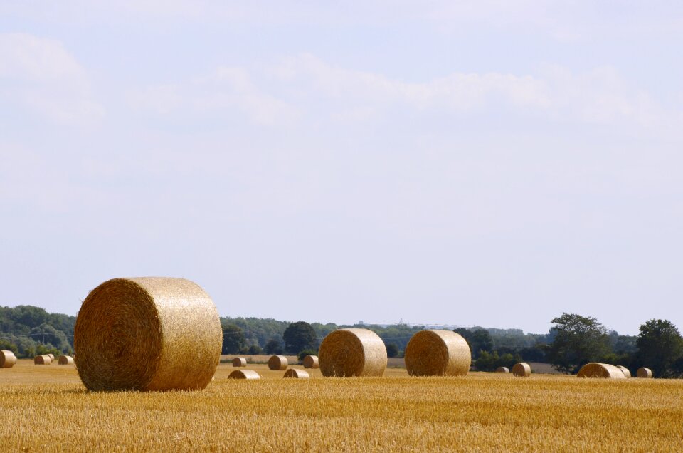 Summer cereals nature