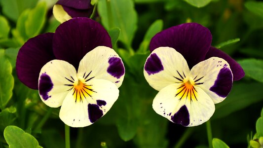 Flower flower garden flora