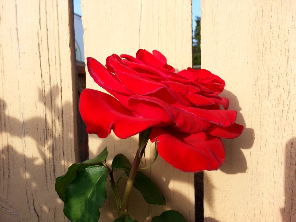 Blossom romantic aroma