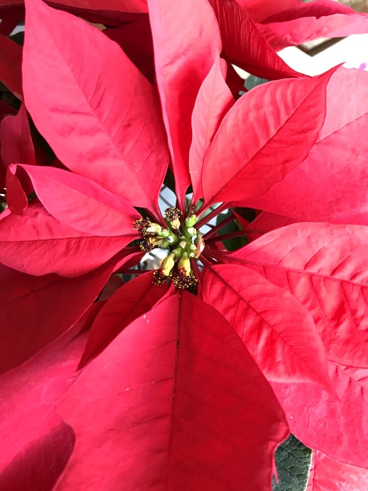 December red christmas flower