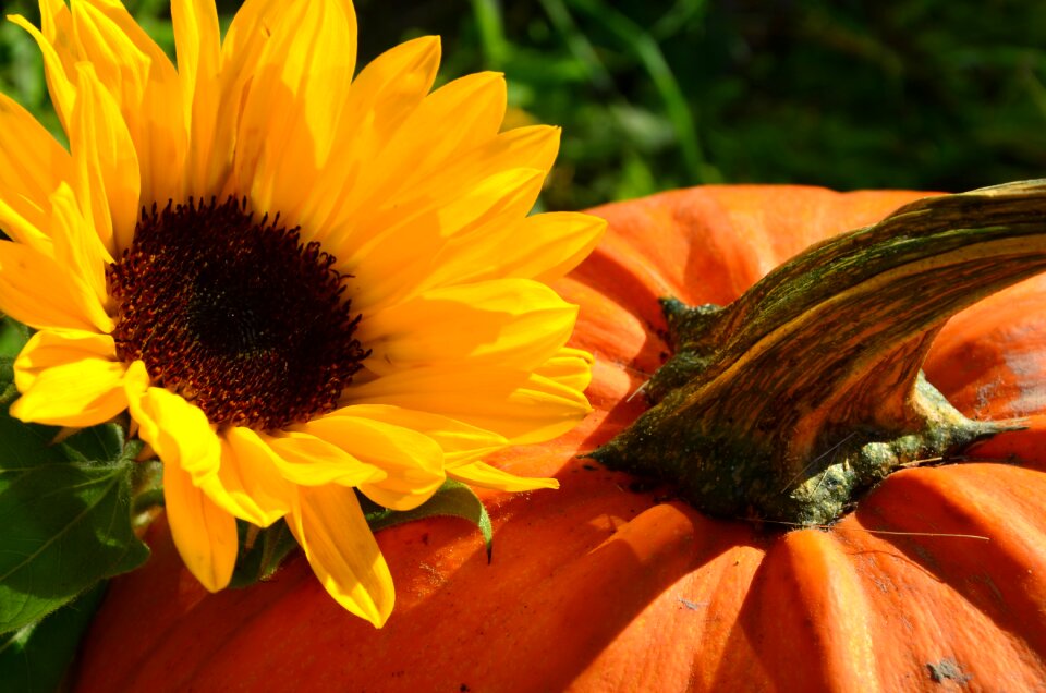 Yellow autumn eat