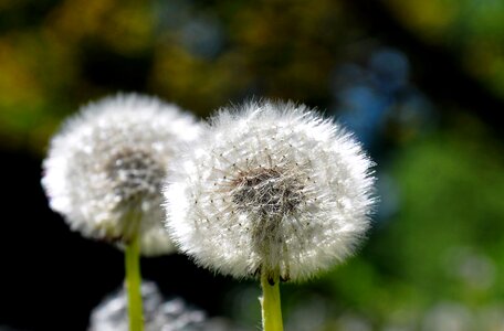 Dandelion spring sunshine photo