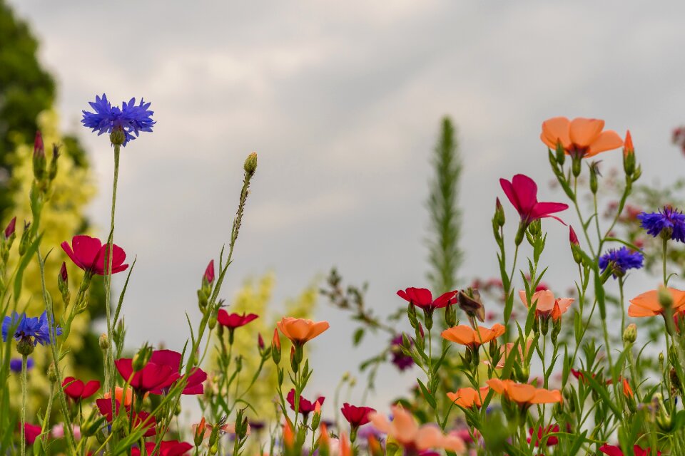 Desktop background meadow summer