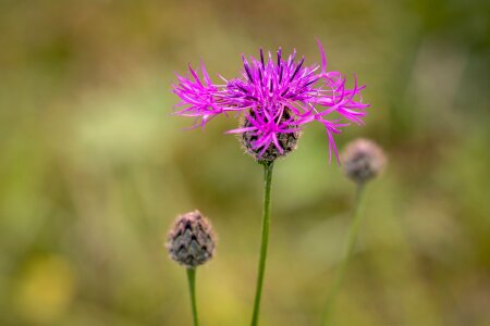 Purple pointed flower blossom bloom