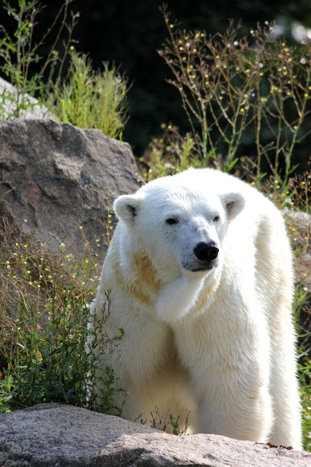 Zoological garden bear white fur