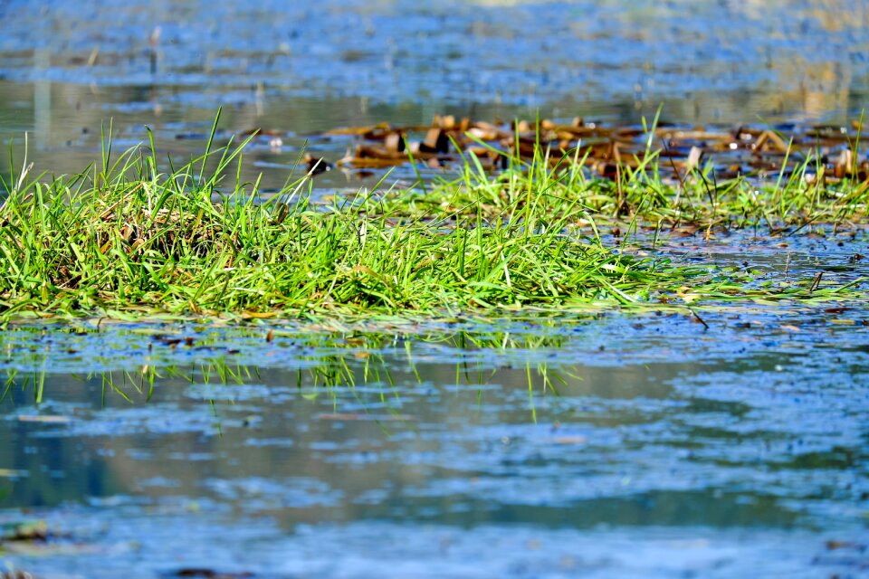 Mirroring lake bank